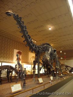 New Haven Yale Peabody Museum of Natural History