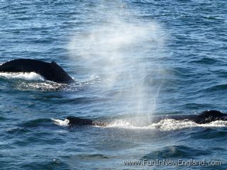 Barnstable Hyannis Whale Watcher Cruises