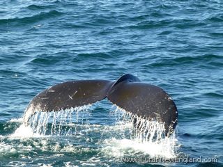 Barnstable Hyannis Whale Watcher Cruises