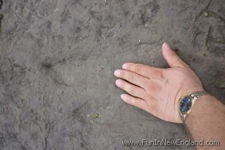 Holyoke Dinosaur Footprints